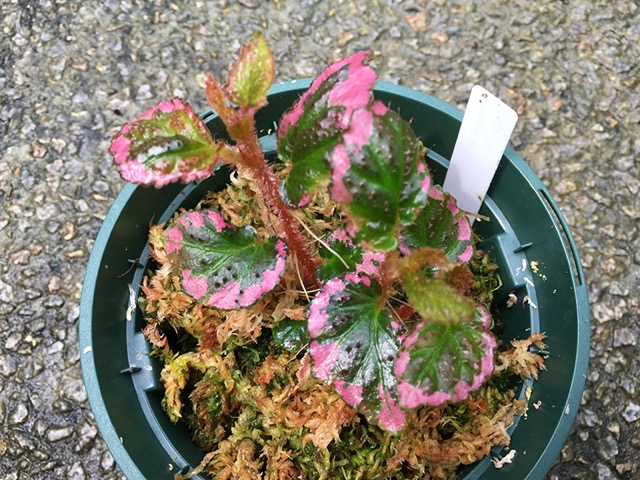 B. fulvovillosa